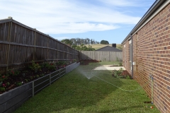 DNA certified Sir Walter Buffalo instant lawn