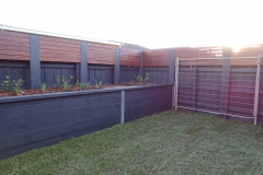 DNA certified Sir Walter Buffalo instant lawn